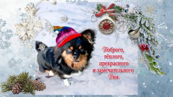 С добрым зимним утром собаки