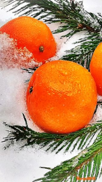 Мандарины новый год