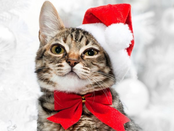 Новогодняя аватарка кота