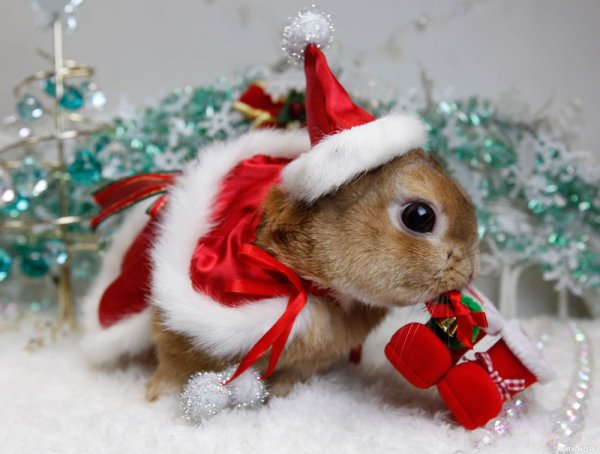 Новогодний зайчик