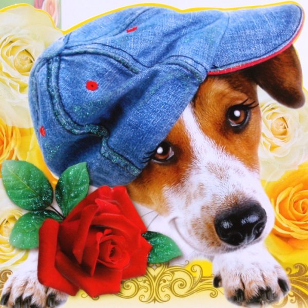 Открытка "собаки"