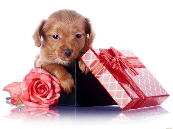 Собака поздравляет