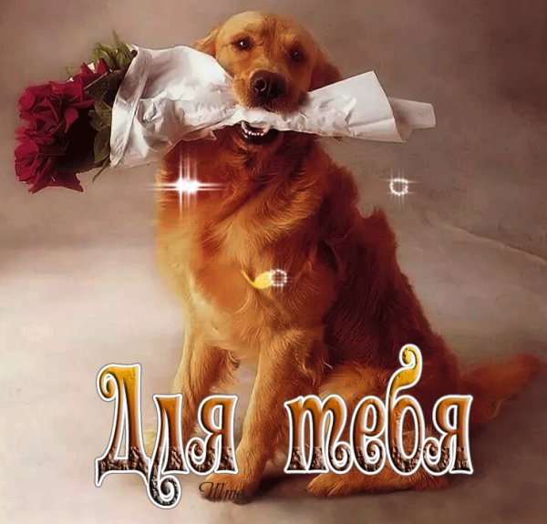 Поздравительные открытки с собаками