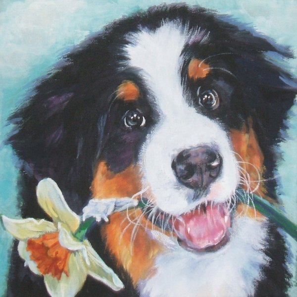 Бернский зенненхунд арт