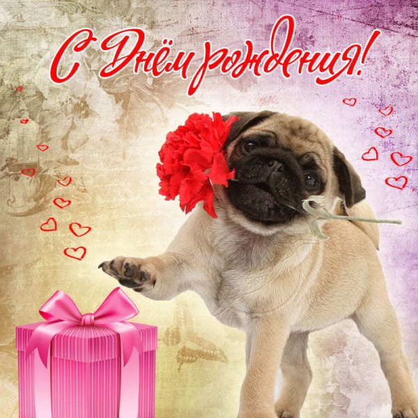 Мопс с днем рождения