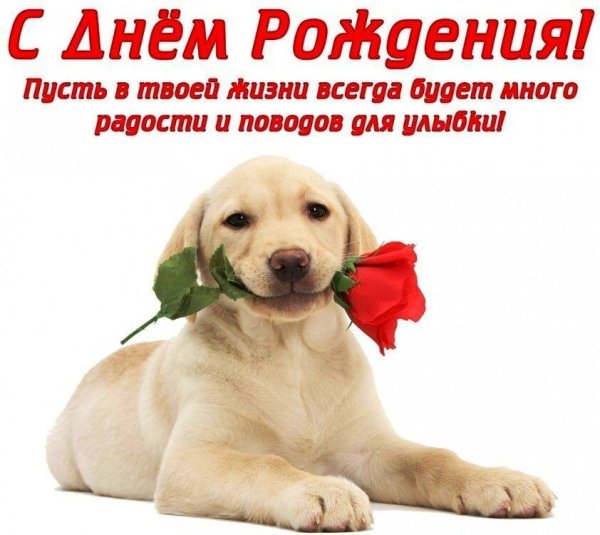 День рождения собаки