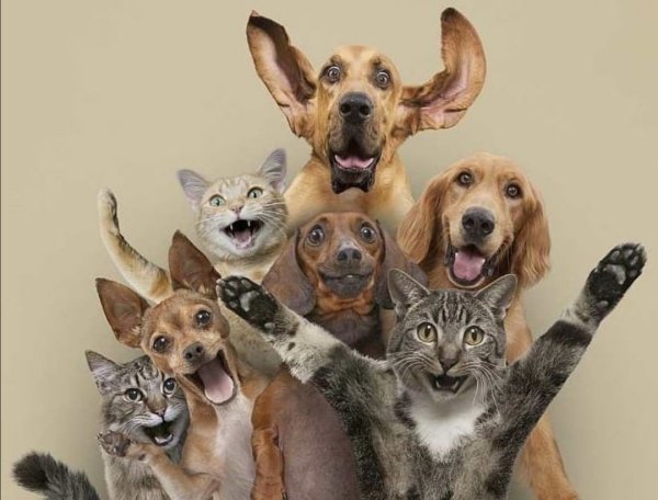 Котики на корпоративе