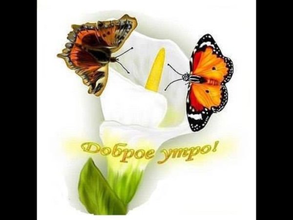 Пожелания доброго утра с бабочками