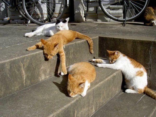 Кот на корпоративе