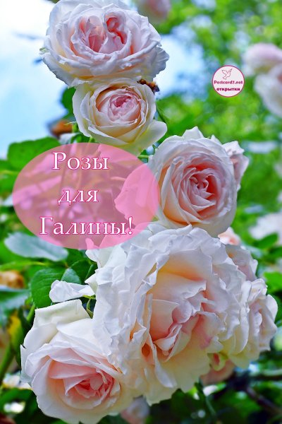 Цветы для Галины