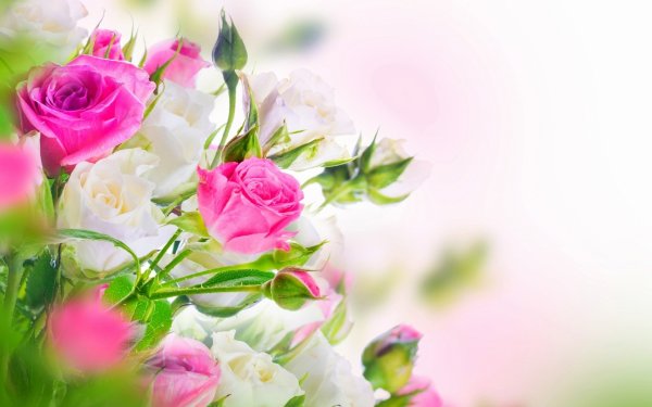 Фон для поздравления