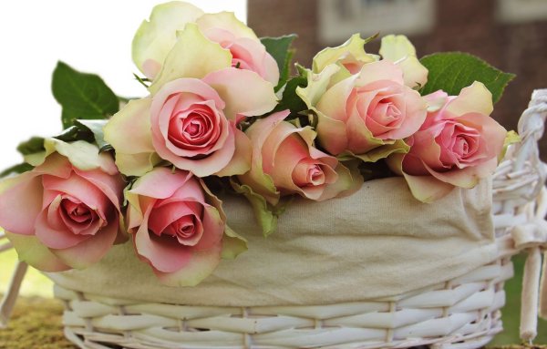 Трогательные цветы