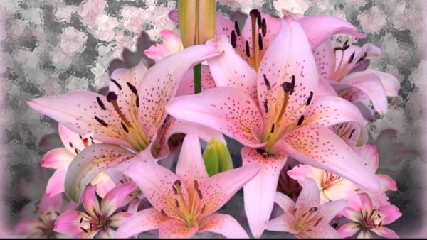 С днём рождения лилии цветы