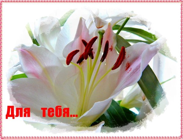 Букет лилий для любимой