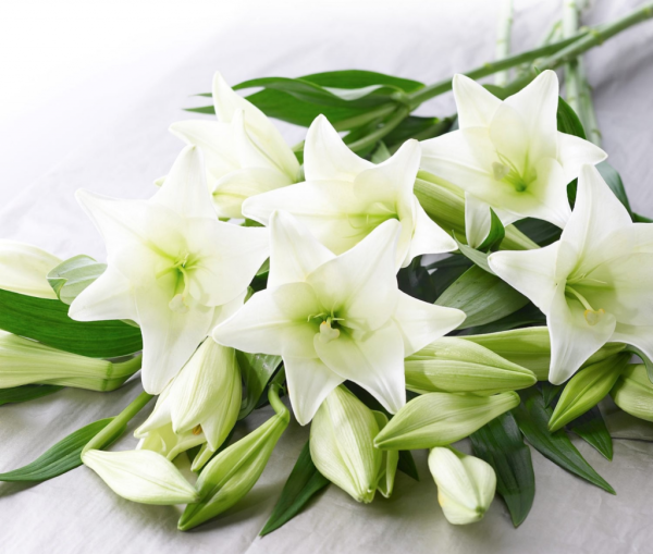 С днём рождения Лилия