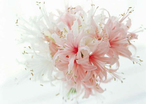 Нежный цветок