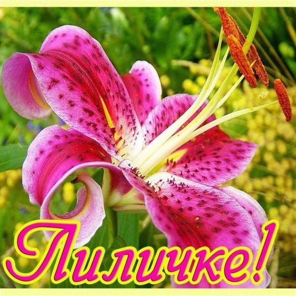 С днём рождения Лилия