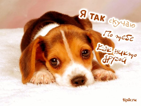 Я скучаю по тебе