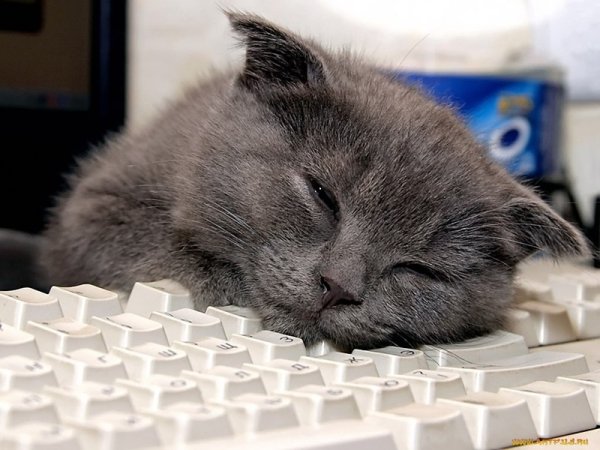 Котик заработался