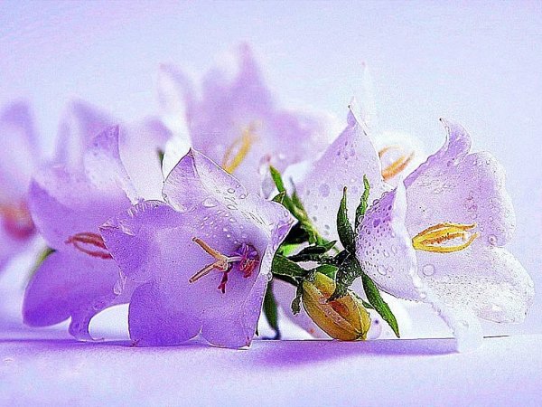 Нежный цветок