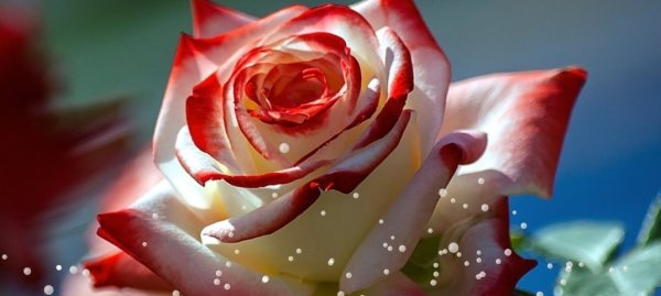 Прекрасные цветы для прекрасной девушки