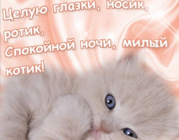 Спокойеойиночи любимый