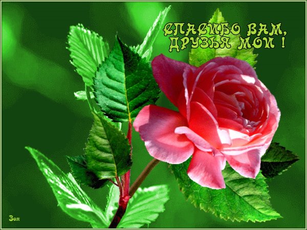 Открытка спасибо