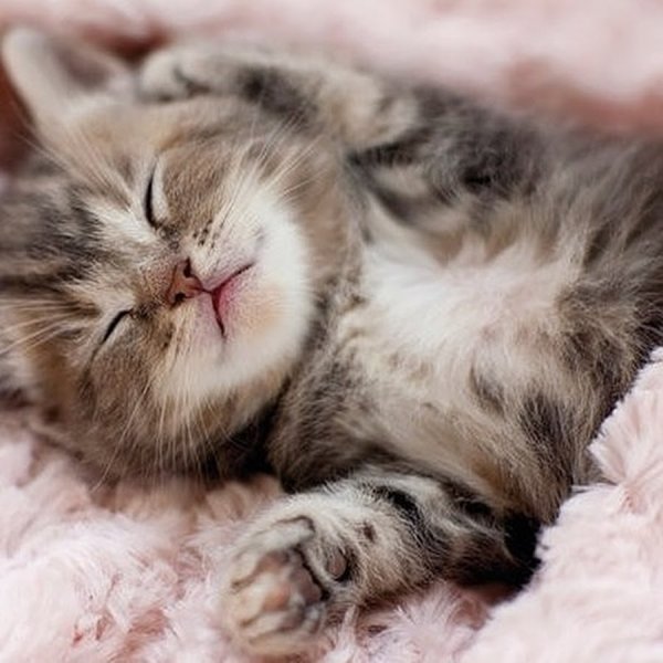 Спокойной ночи женщине с котиками