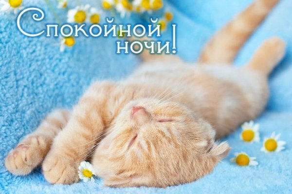 Доброй ночи котик