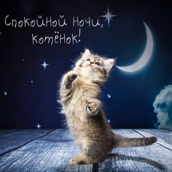 Открытка спящий котик