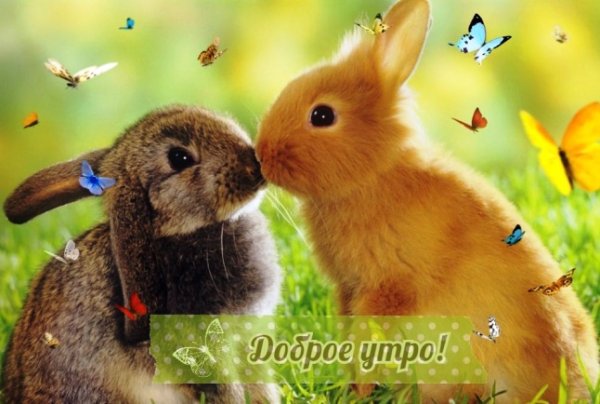 Доброе утро Зайка моя