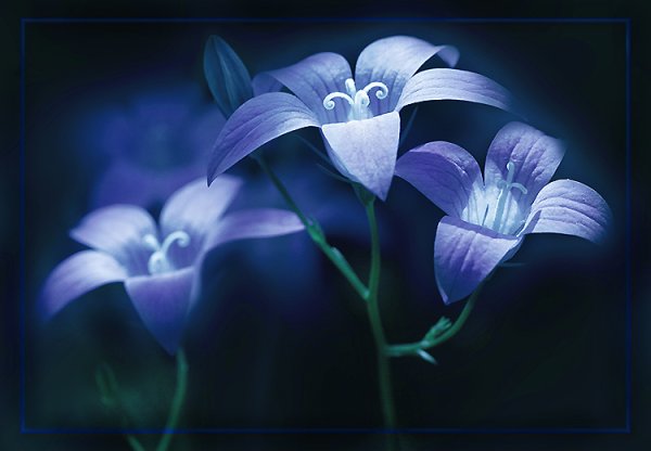 Пожелания спокойной ночи мужчине