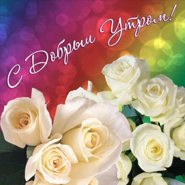 Доброе утро хорошего дня белые розы