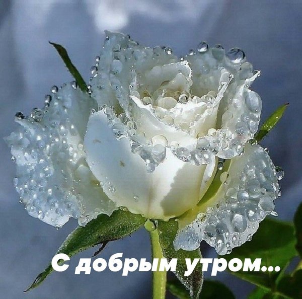 Букет белых роз для любимой девушки