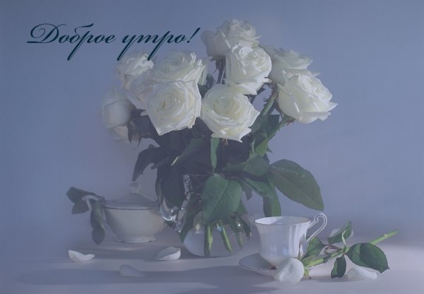 Белая роза на солнце