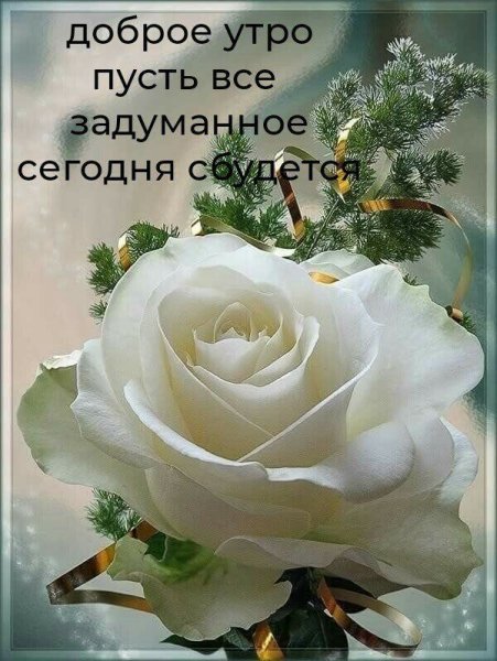 Нежные белые цветы