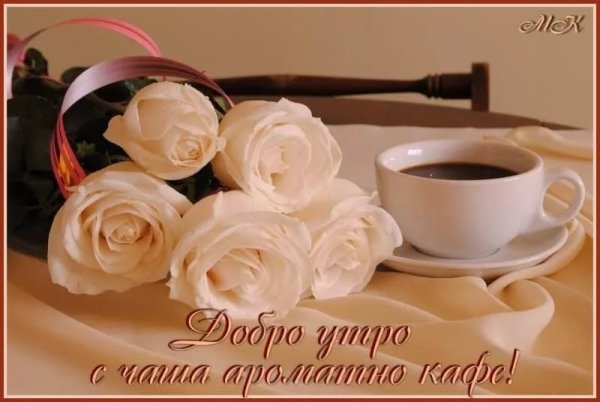 Дробрае утра сбелыби розами