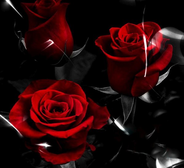 Розы для тебя