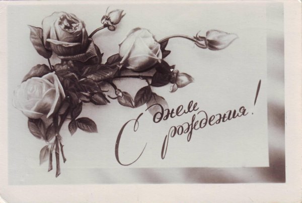 Гипсофила на сером фоне