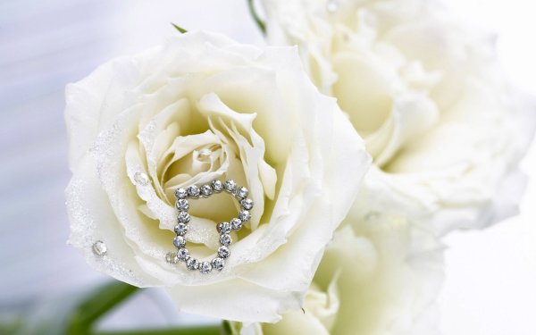 Открытки с белыми розами