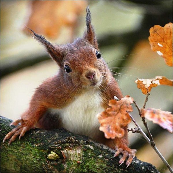 Новогодние сказочные звери