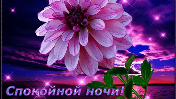 Спокойной ночи цветы