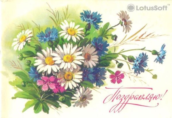Советские открытки с ромашками