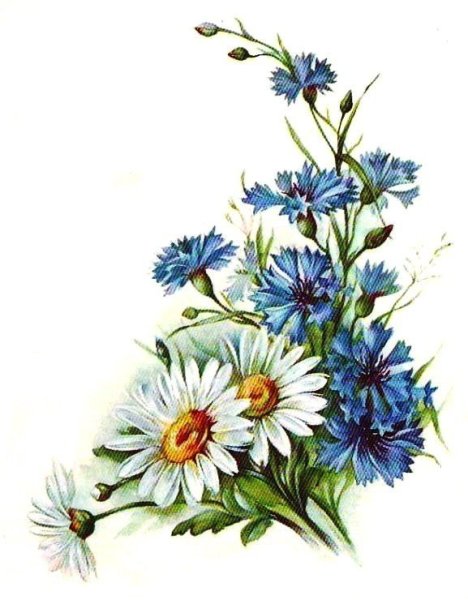 С днём рождения полевые цветы