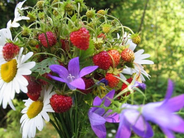 Букет полевых цветов и земляники