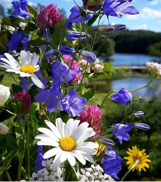 Полевые цветы