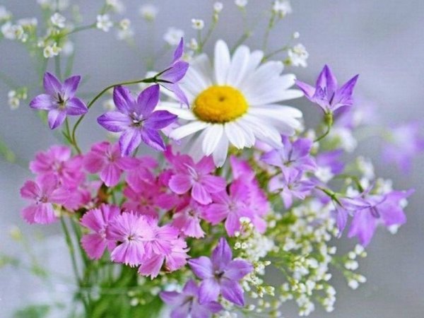 Красивые нежные полевые цветы