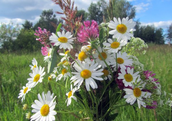 Полевые цветы