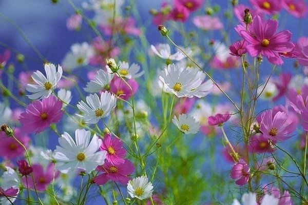 Космея Полевая