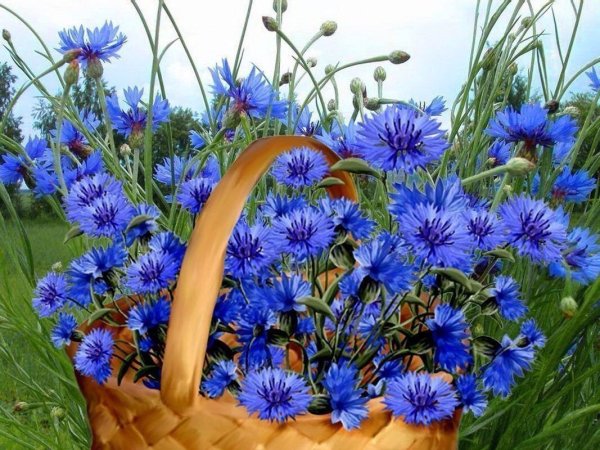 Васильки самосев